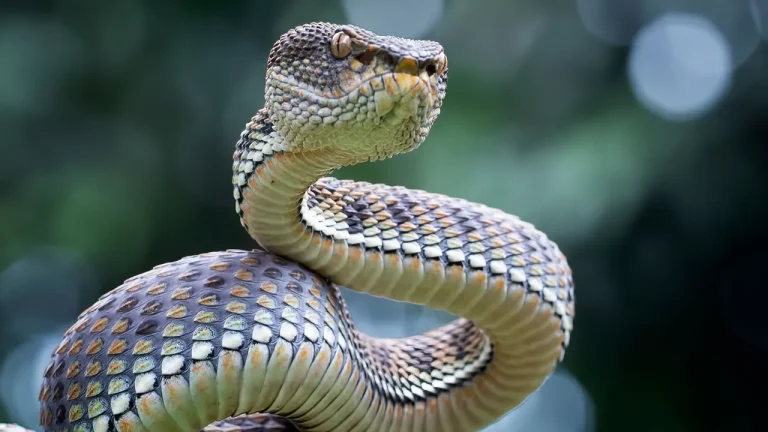 „MuddyWater“ од Иран напредува со „MuddyViper“ Backdoor